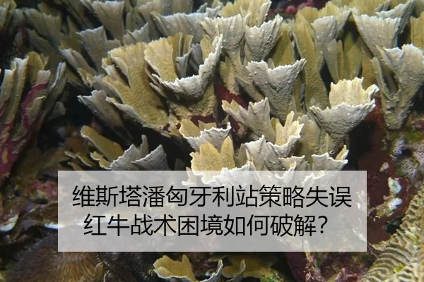wei-si-ta-pan-xiong-ya-li-zhan-ce-lve-shi-wu-hong-niu-zhan-shu-kun-jing-ru-he-po-jie-2-335.jpg